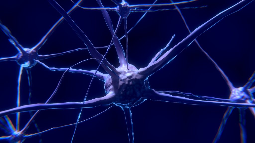 nerve cell, neuron, brain