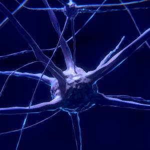 nerve cell, neuron, brain