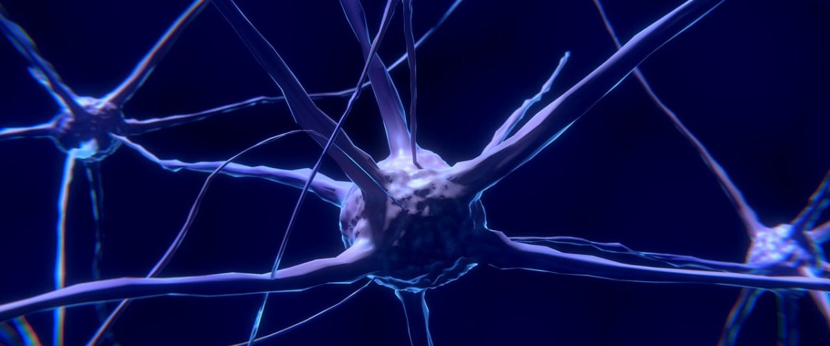 nerve cell, neuron, brain